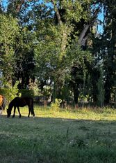 Foto 3 de la galería de Finca Los Franciscos  en Junin