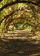 Foto 3 de la galería de Posada Las Camelias en Miramar