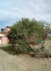 Foto 3 de la galería de Madrenatura en Mina Clavero