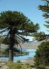 Foto 3 de la galería de Cabaña KAIKEN Caviahue en Caviahue