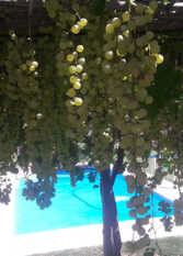 Foto 2 de la galería de Cabañas La Terrada en Lujan De Cuyo