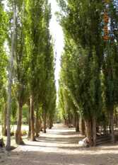 Foto 2 de la galería de Cabañas Guaytamari en Rodeo