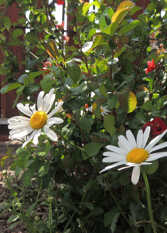 Foto 3 de la galería de Margaritas Departamentos en Villa General Belgrano