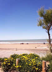 Foto 3 de la galería de Cabañas Complejo Los Junquillos en Claromeco