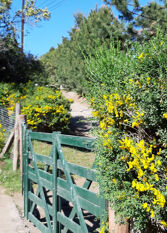 Foto 2 de la galería de La Cabaña en Villa Pehuenia