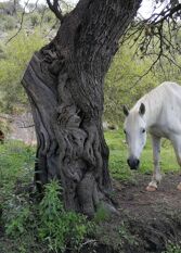 Foto 3 de la galería de Quinta Finca Los Morteritos en Quebrada De Los Pozos
