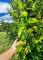 Foto 3 de la galería de Cabañas Villa Celina en Palo Labrado