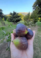 Foto 2 de la galería de Cabañas Villa Celina en Palo Labrado