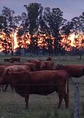 Foto 2 de la galería de Quinta verde en Villars