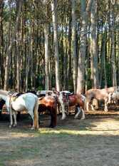 Foto 3 de la galería de Médano 29 en Las Gaviotas