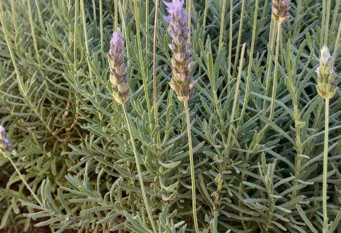 Foto 1 de la galería de Departamentos del Centro en Rio Colorado