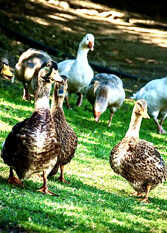 Foto 2 de la galería de Talamolle Cabañas de Montaña en Athos Pampa