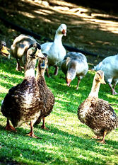 Foto 2 de la galería de Talamolle Cabañas de Montaña en Athos Pampa