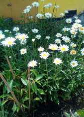 Foto 2 de la galería de Cabaña LA VIVI en Villa Carlos Paz