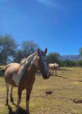 Foto 3 de la galería de Ayres del Golf en Villa De Merlo
