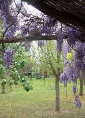 Foto 4 de Menta Y Peperina en Mina Clavero