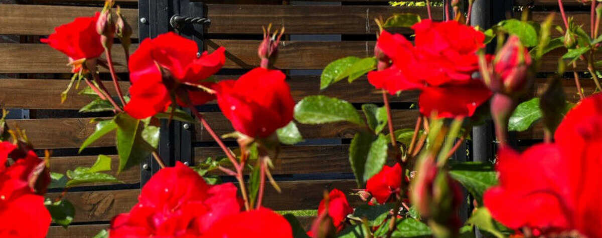 Foto principal de Casita Paraiso en El Bolsón