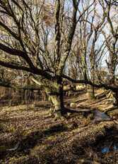 Foto 2 de la galería de Magico Ensueño Eco Lodge en Los Gigantes