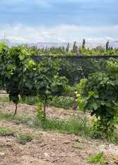 Foto 3 de la galería de Cabaña Wine Life - Bodega 1920 en San Rafael