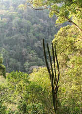 Foto 2 de la galería de Posada Camboatá en Aristobulo Del Valle