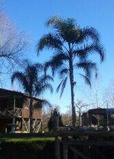 Foto 2 de la galería de Las Cabañas De Luis en Delta del Tigre