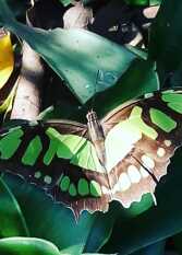 Foto 2 de la galería de Maria Iguazú en Puerto Iguazú