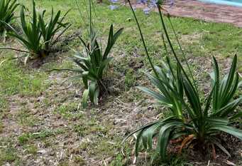 Foto 1 de la galería de Aguaribay casa de campo en Parana