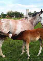 Foto 2 de la galería de Sol de Piedra en Federacion