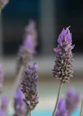 Foto 2 de la galería de Departamentos Los Arboles en Miramar