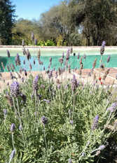 Foto 2 de la galería de Yasi Pora en La Granja