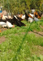 Foto 2 de la galería de Casa El Vivero: Pileta/Huerta - TODO EXCLUSIVO en La Granja