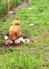 Foto 4 de Casa El Vivero: Pileta/Huerta - TODO EXCLUSIVO en La Granja