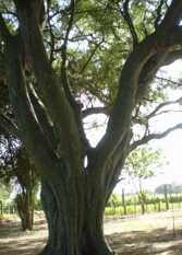 Foto 3 de la galería de Hotel de Campo El Rebenque en Napenay