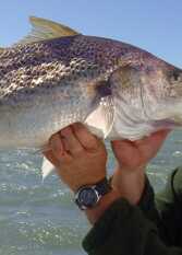 Foto 3 de la galería de Cabañas Carranza Pesca y Turismo en Bahia San Blas