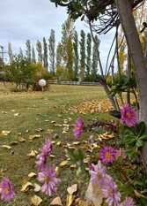 Foto 2 de la galería de Cabañas Villa Ciruelos en San Rafael