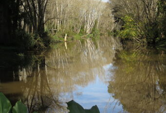 Foto 1 de la galería de Cabaña La Violeta en el Delta de Tigre en Delta del Tigre