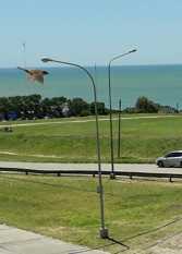 Foto 3 de Departamento Vista al Mar en Mar Del Plata