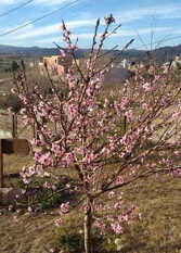 Foto 4 de Cabañas Reina Mora en Villa Giardino