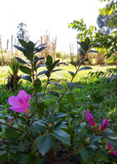 Foto 2 de la galería de Bungalows Tiempo Libre en Colón