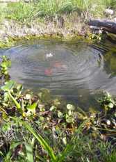 Foto 3 de la galería de Bungalows Tiempo Libre en Colón