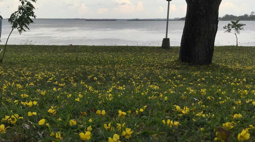 Foto principal de Rivera Este en Federacion