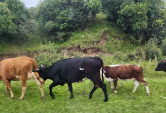 Foto 1 de la galería de Brisa del Cielo en Ciudad De Salta