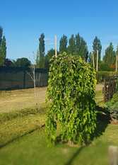 Foto 2 de la galería de Cabañas Bonarda en San Rafael