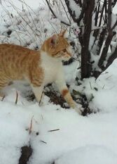 Foto 2 de la galería de Cabañas La Yunta en Villa Yacanto De Calamuchita
