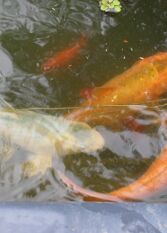 Foto 3 de la galería de Cabañas Pampa Cabañas Familiares en Santa Rosa De Calamuchita