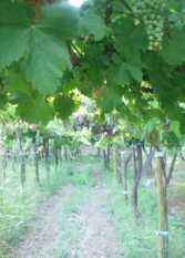 Foto 3 de la galería de Cabañas Los Girasoles en Bermejo