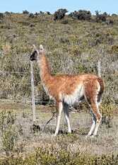 Foto 4 de Aires de Libertad en Puerto Madryn