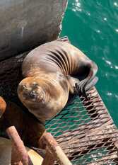 Foto 3 de la galería de Aires de Libertad en Puerto Madryn