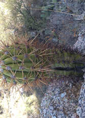 Foto 2 de la galería de alojamiento cuesta de san miguel en Chilecito