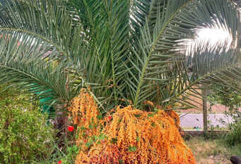 Foto 1 de la galería de alojamiento cuesta de san miguel en Chilecito